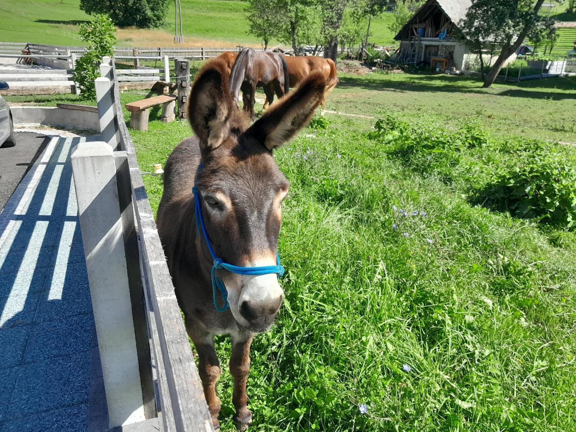 Turisticna Kmetija Marovt *